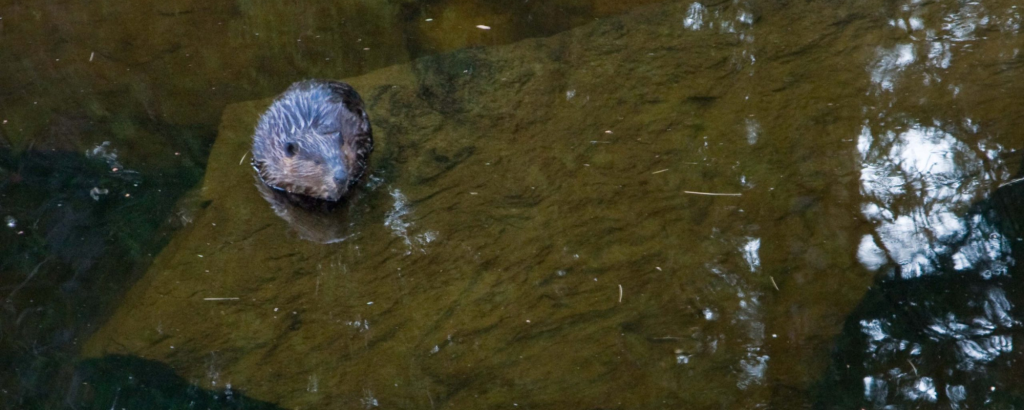 Beaver in the water