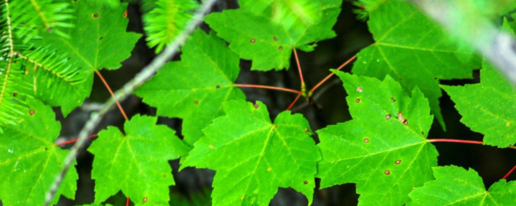 Bright green maple leaves on a tree