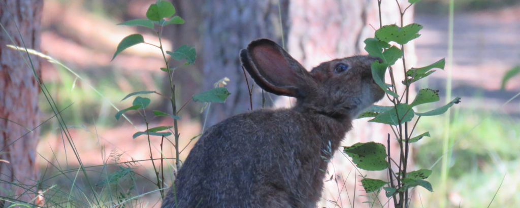 A Snowshoe Hare eating a leaf