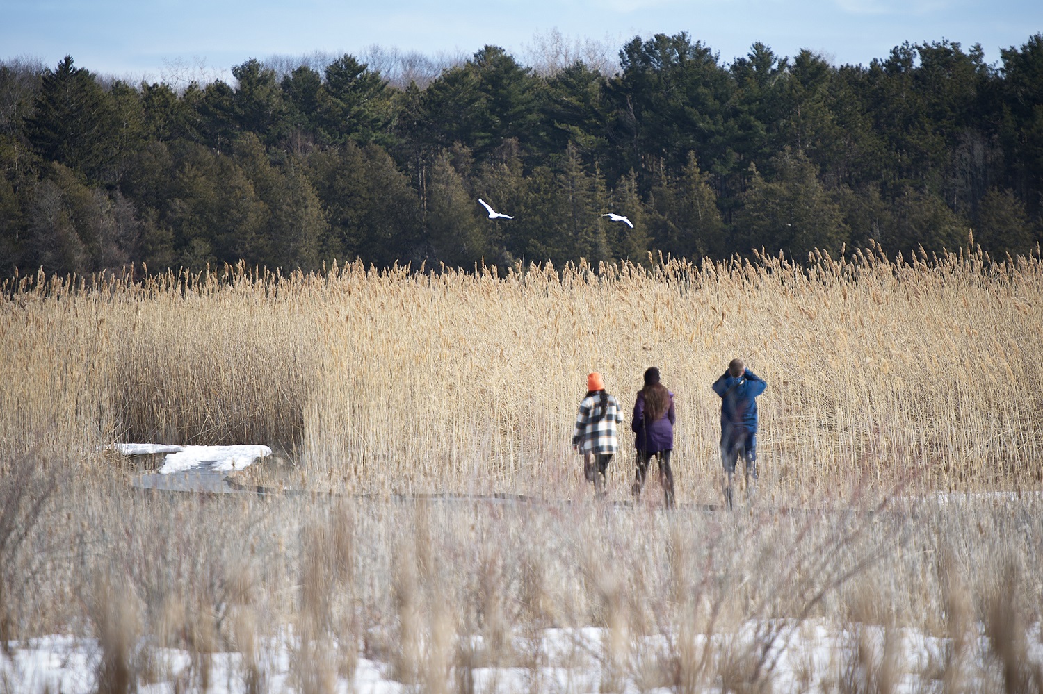 Staff walking along marsh while migrating waterfowl fly overhead