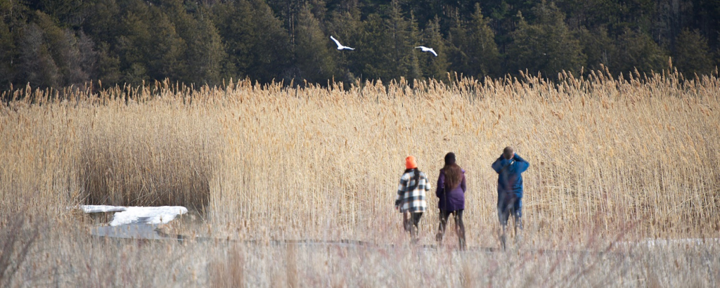 Staff walking along marsh while migrating waterfowl fly overhead