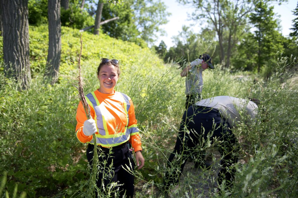 Three staff members removing an invasive plant from a grassy area; two staff wear beige shirts and one wears an orange hi-vis shirt.