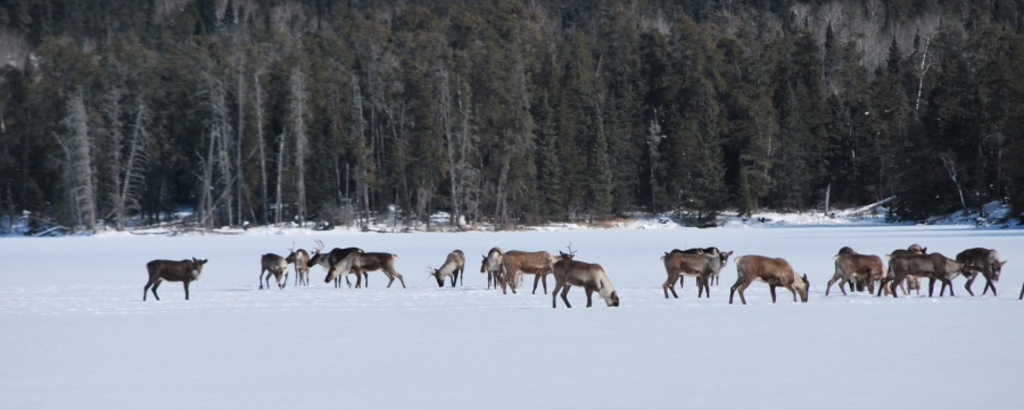 Caribou walking across a snowy field with a forest in the background