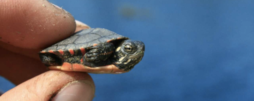 Two fingers holding a tiny turtle hatchling