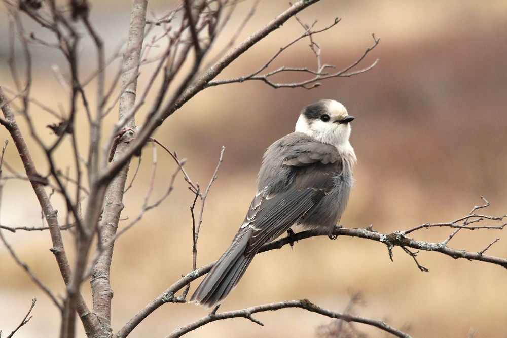 Canada Jay