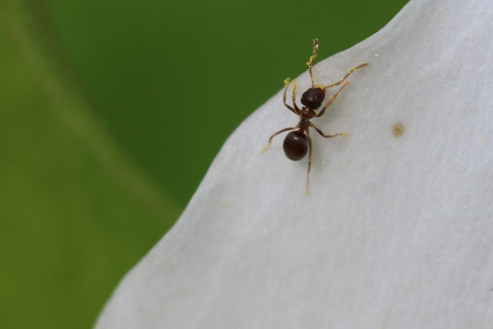 ant on trillium