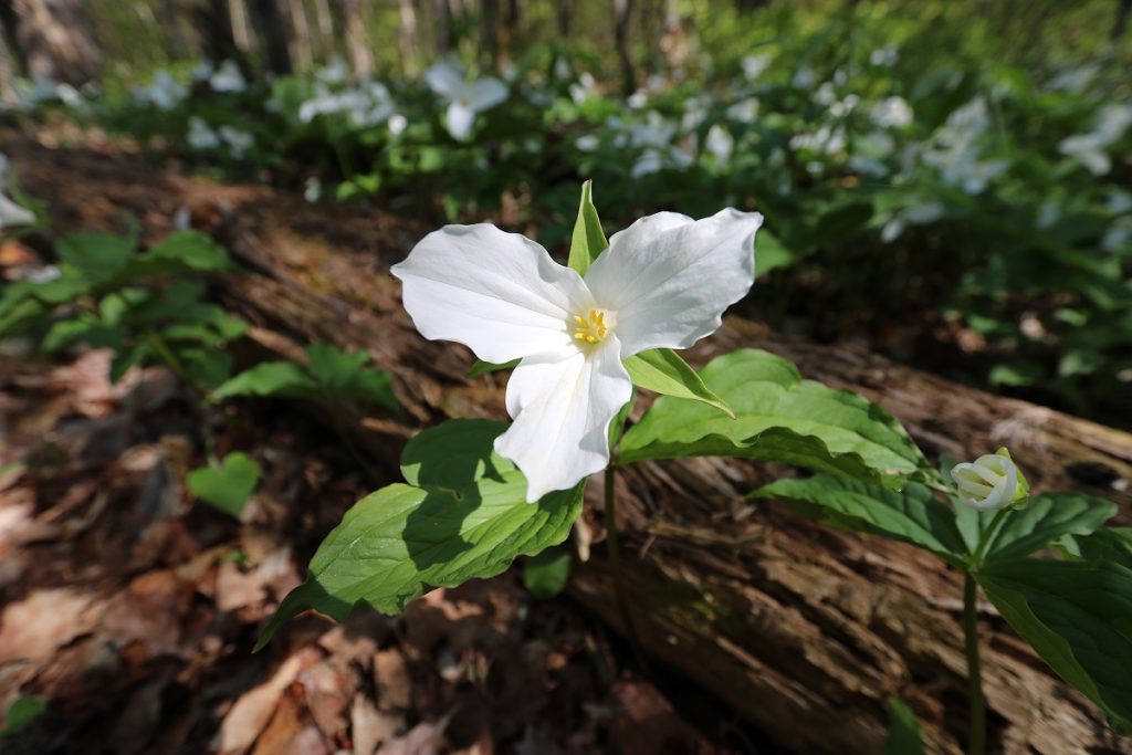 White Trillium
