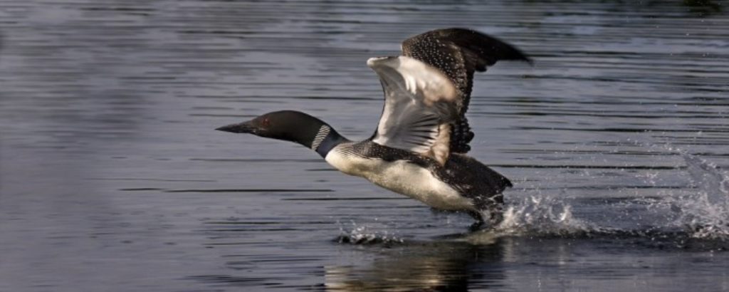 Loon taking flight