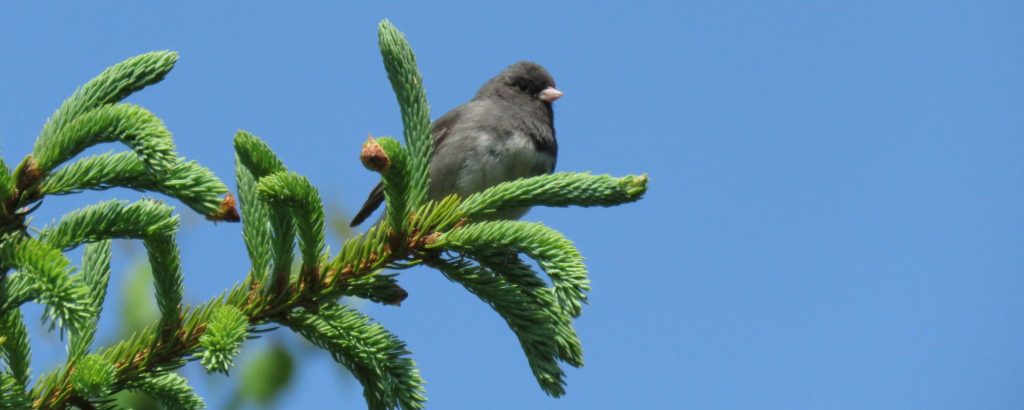 Dark Eyed Junco in tree