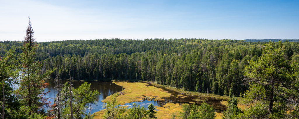 Aerial view of a swamp surrounded by forest