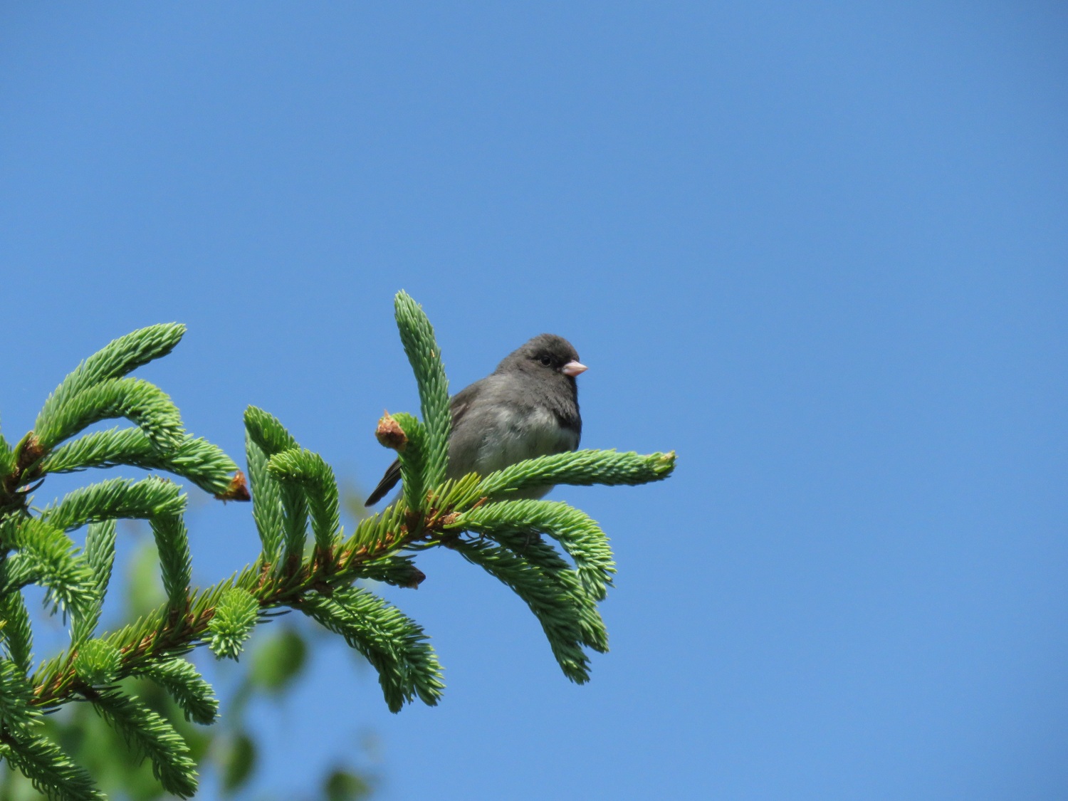 Dark-eyed Junco on tree