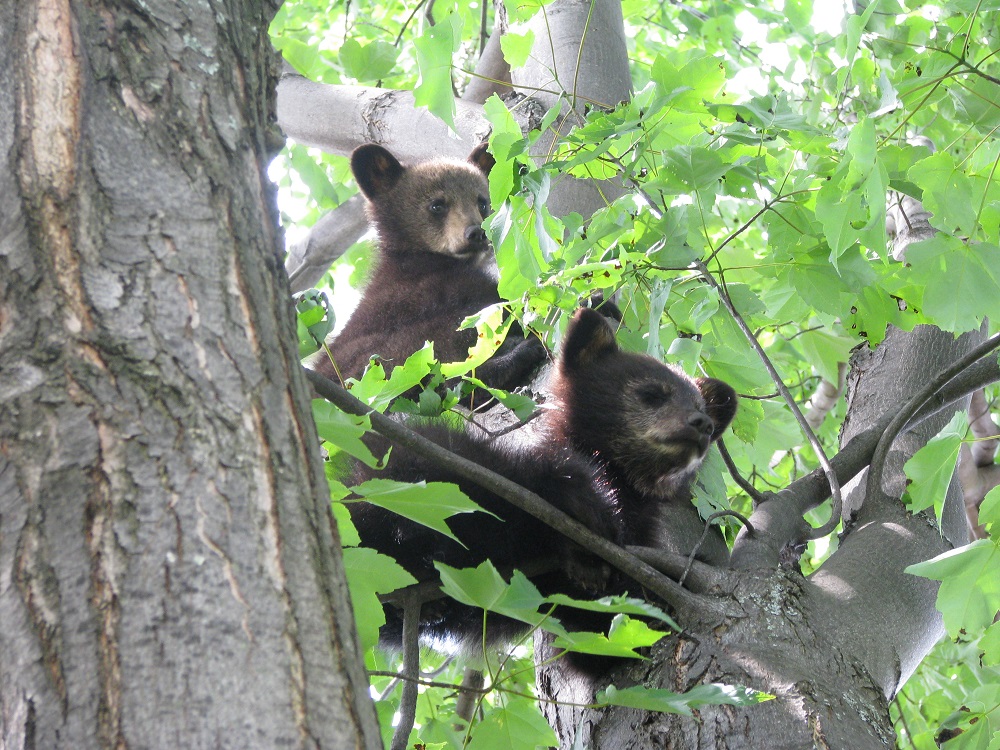 Black Bear cubs