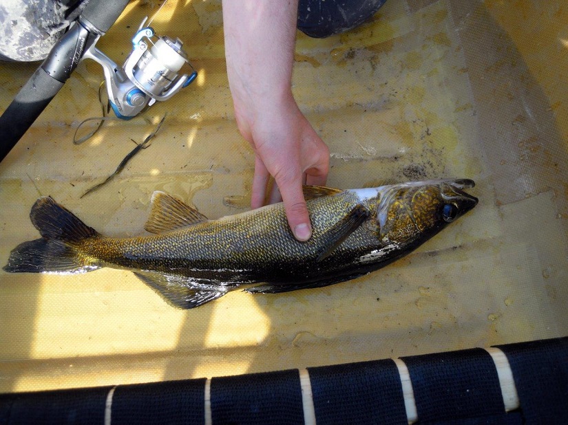 Close up of a walleye on bottom of canoe. 