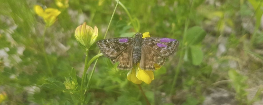 Une femelle marquée de Duskywing tacheté
