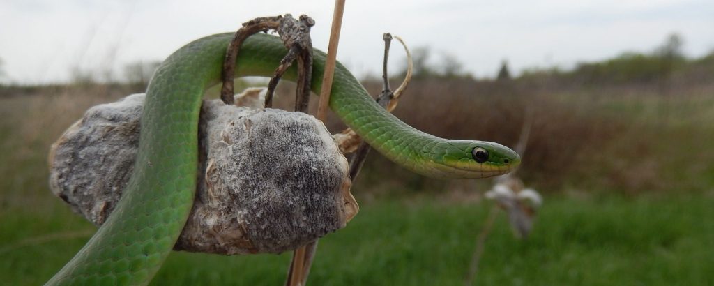 Smooth Green Snake