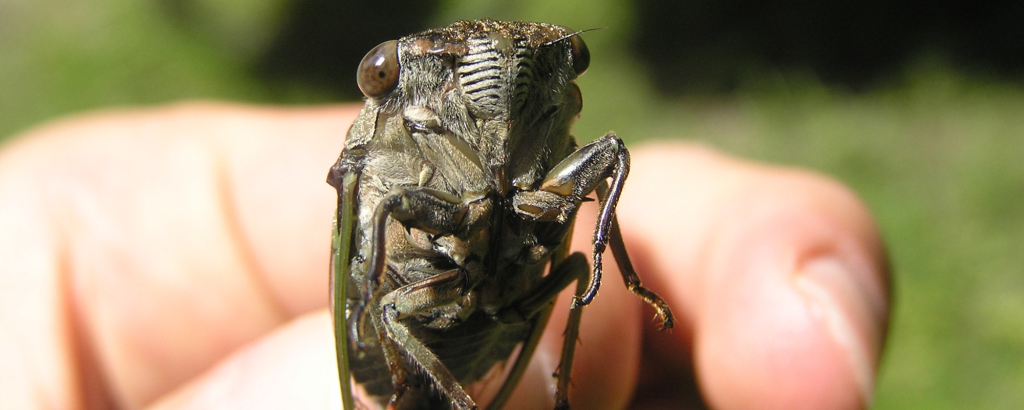 Close-up of an adult Dog-day Cicada