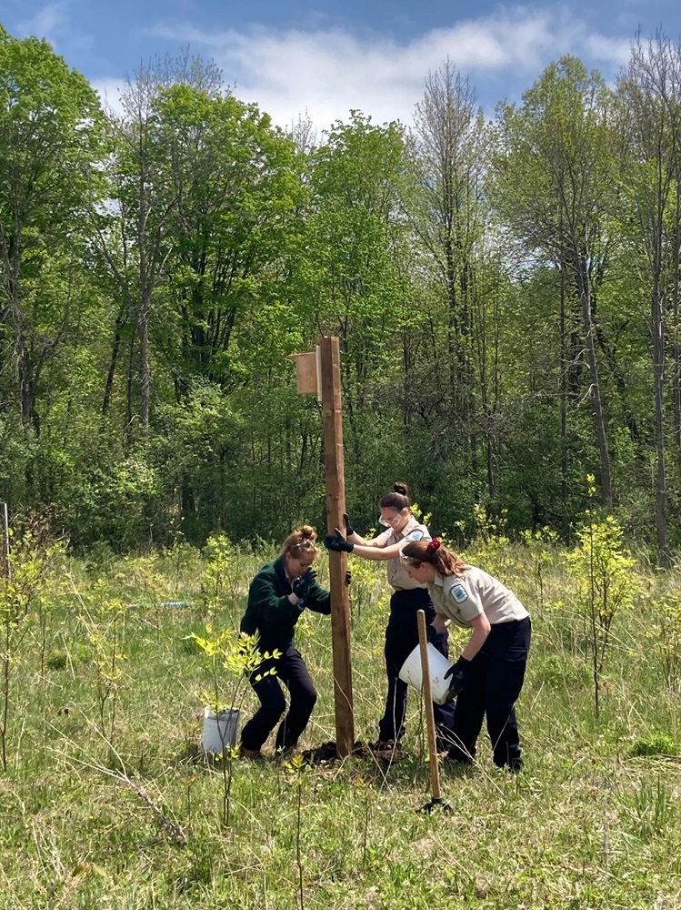 staff installing nest box