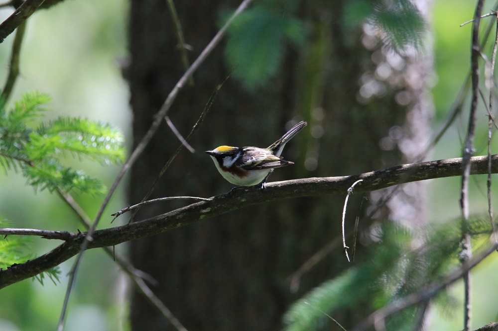 Chestnut-sided Warbler.