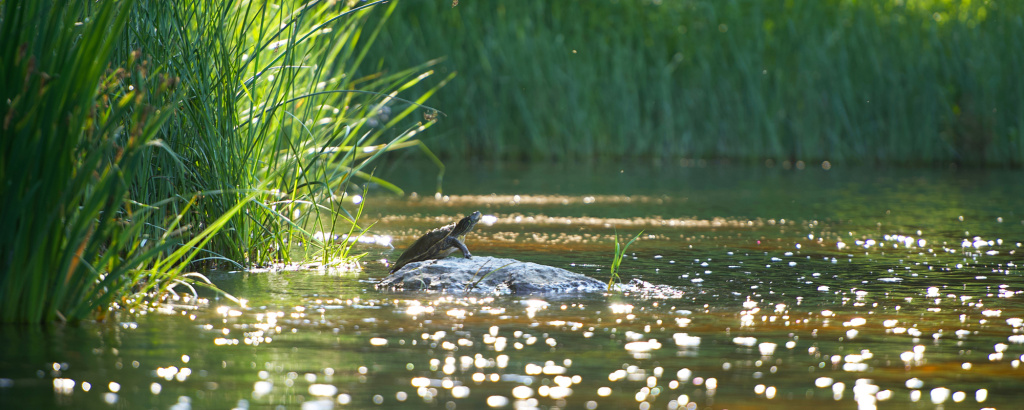 A turtle basking on a log on sparkling water in a wetland