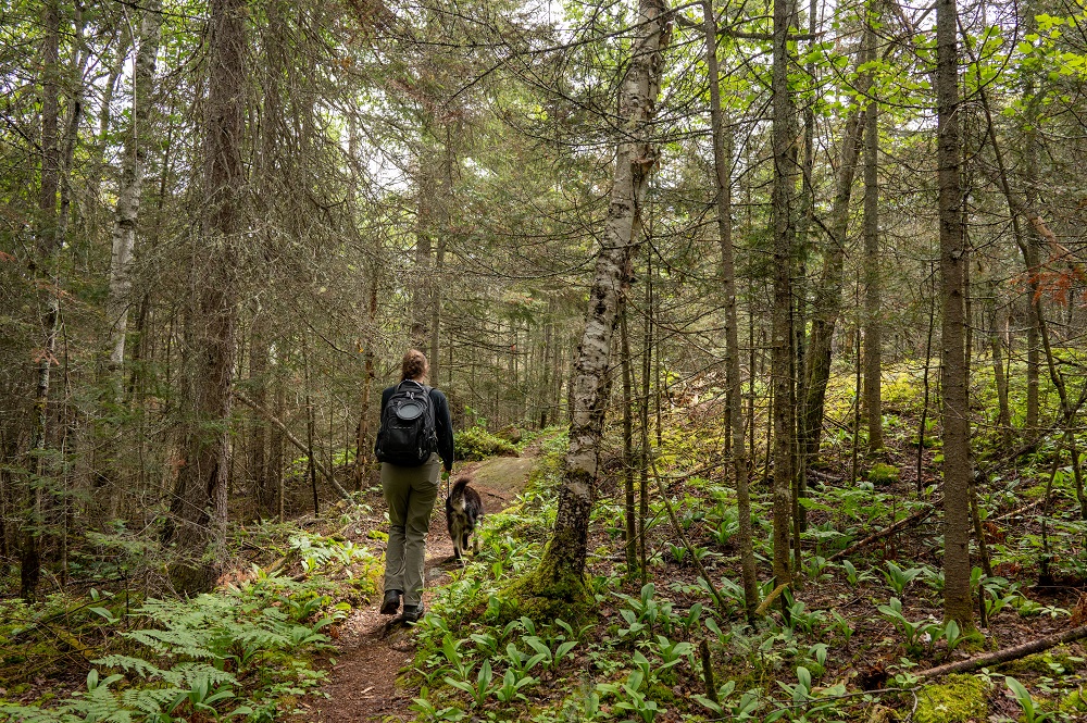 hiker on trail with dog