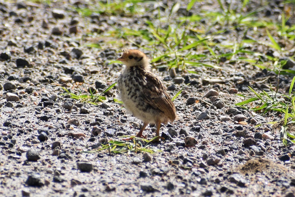 Ruffed Grouse