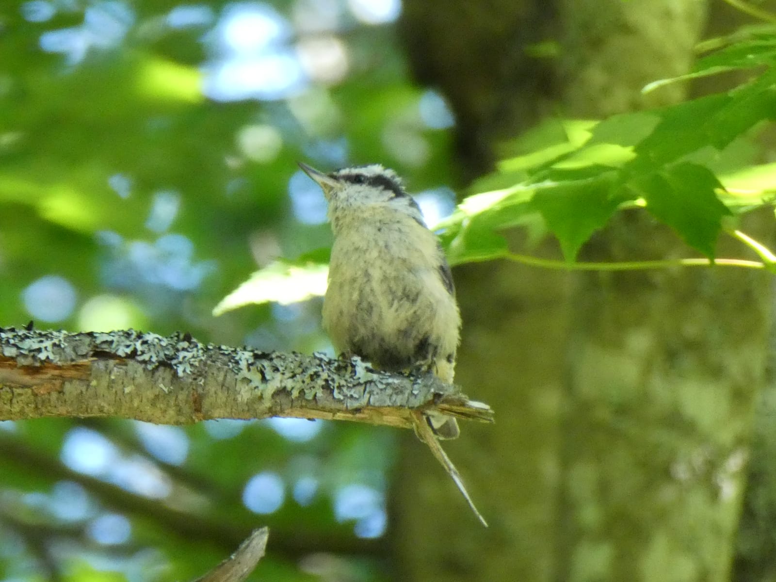 Red-breasted Nuthatch