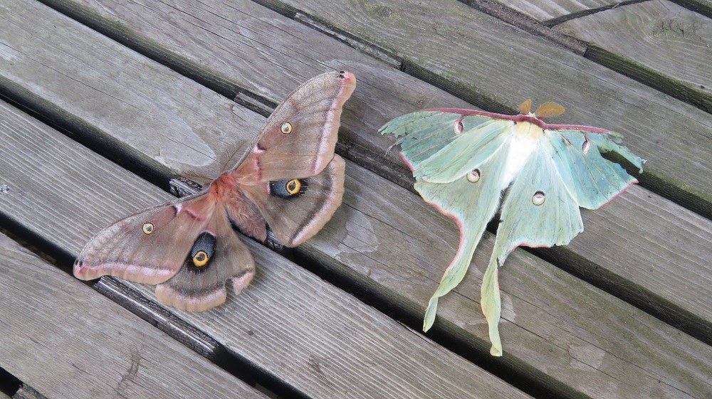 Polyphemus and Luna Moth