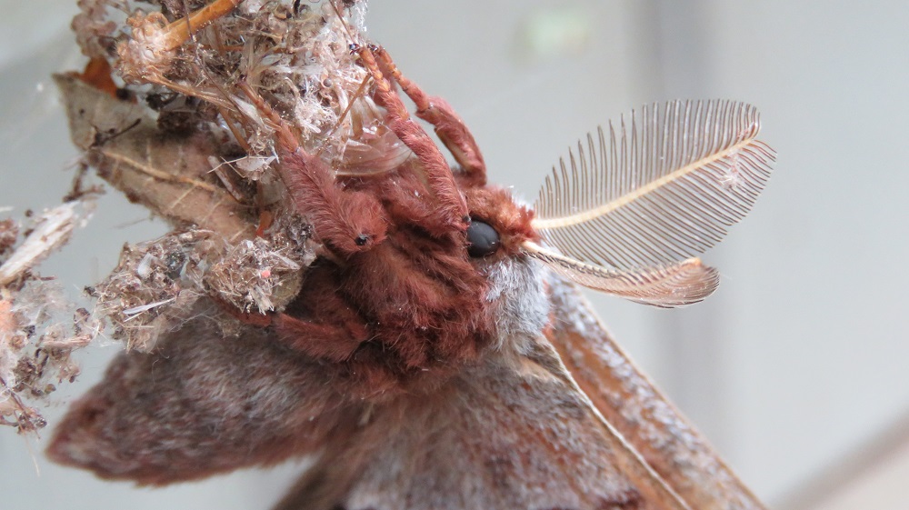 Polyphemus Moth