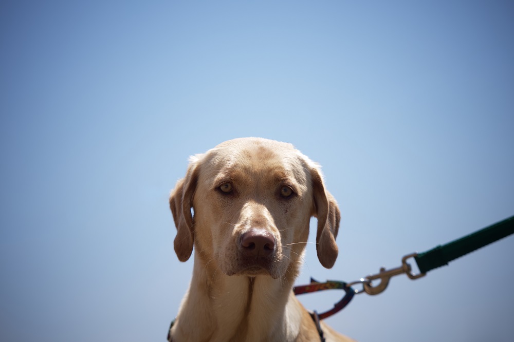 dog on leash