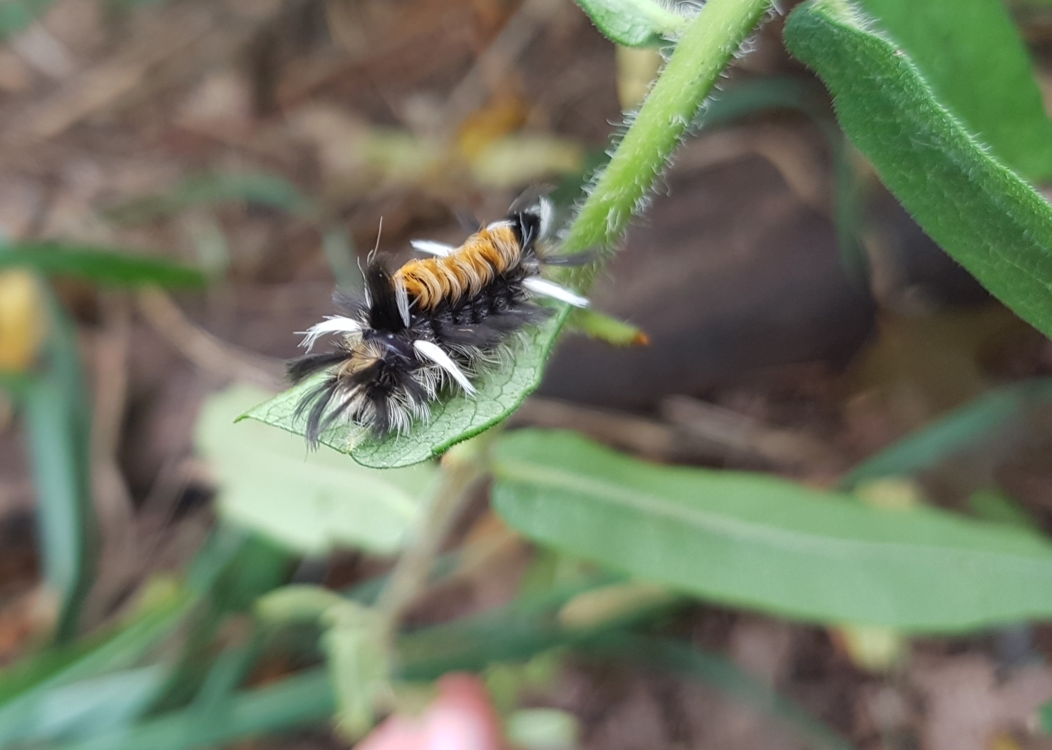 Milkweed Tussock Moth