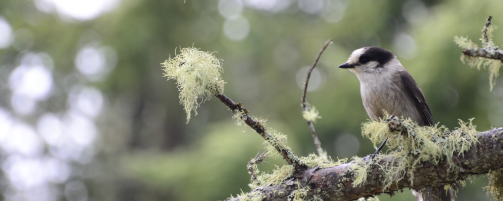 Lichen covering a tree branch, with a Canada Jay bird sitting on the branch