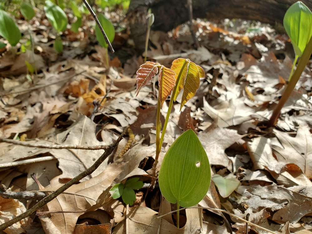 Poison Ivy