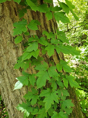 poison ivy