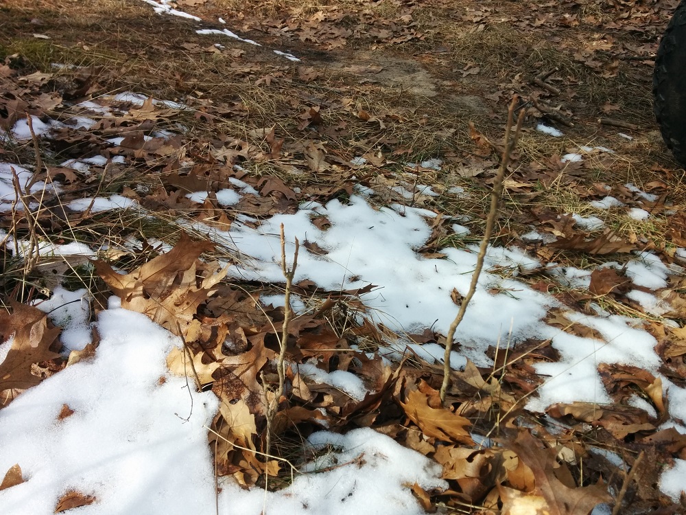 Poison Ivy in the winter