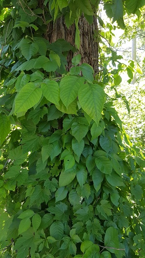 Poison Ivy