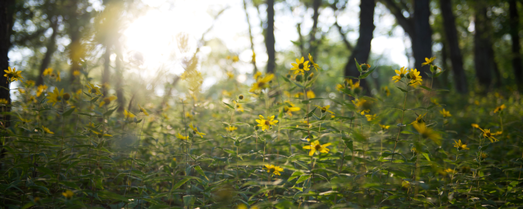 Flowers, sunrise in background