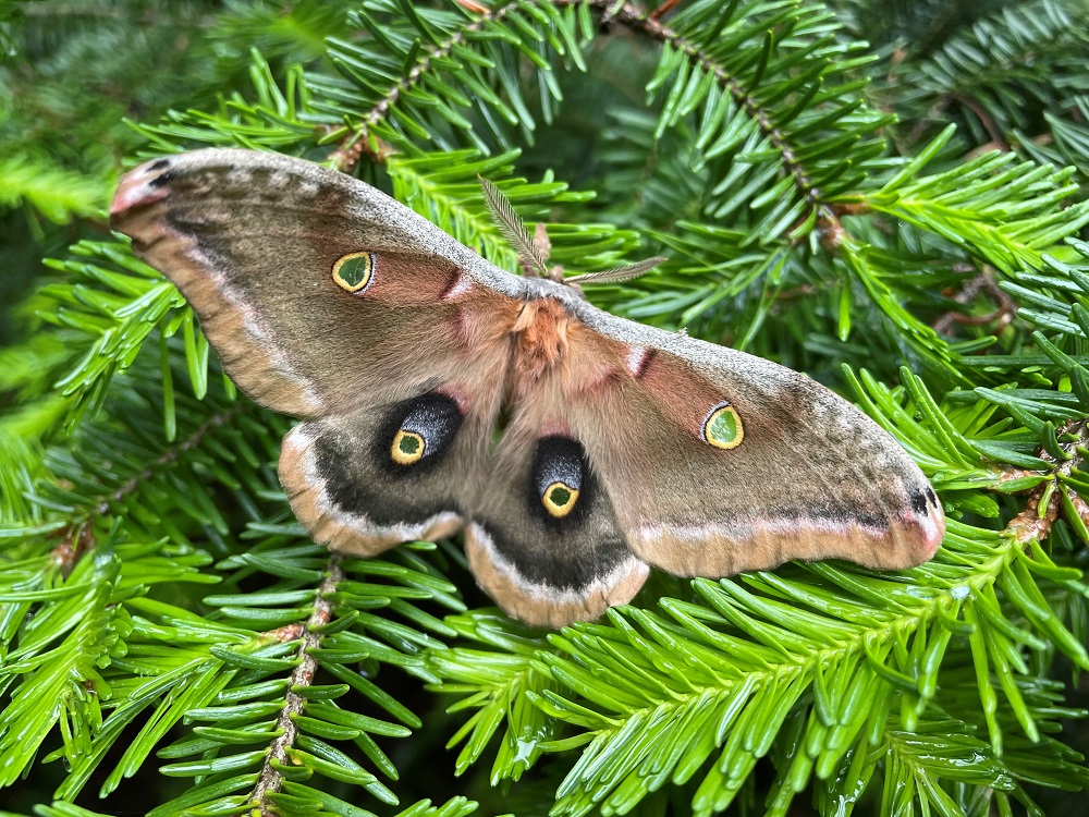 Polyphemus Moth