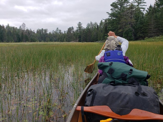 Photo taken from the back half of a canoe, showing the front half of the canoe which contains several bags and a person paddling through a reed-filled body of water