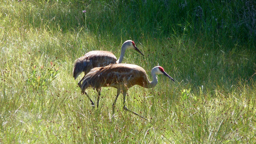 Sandhill Cranes