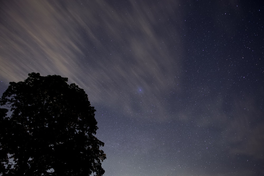 The night sky with a dark tree on the left and thousands of stars in the purple sky.