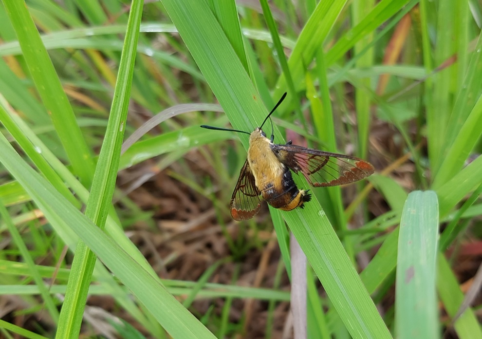 A yellow and black moth with lacy brown wings perched on a wide green blade of grass