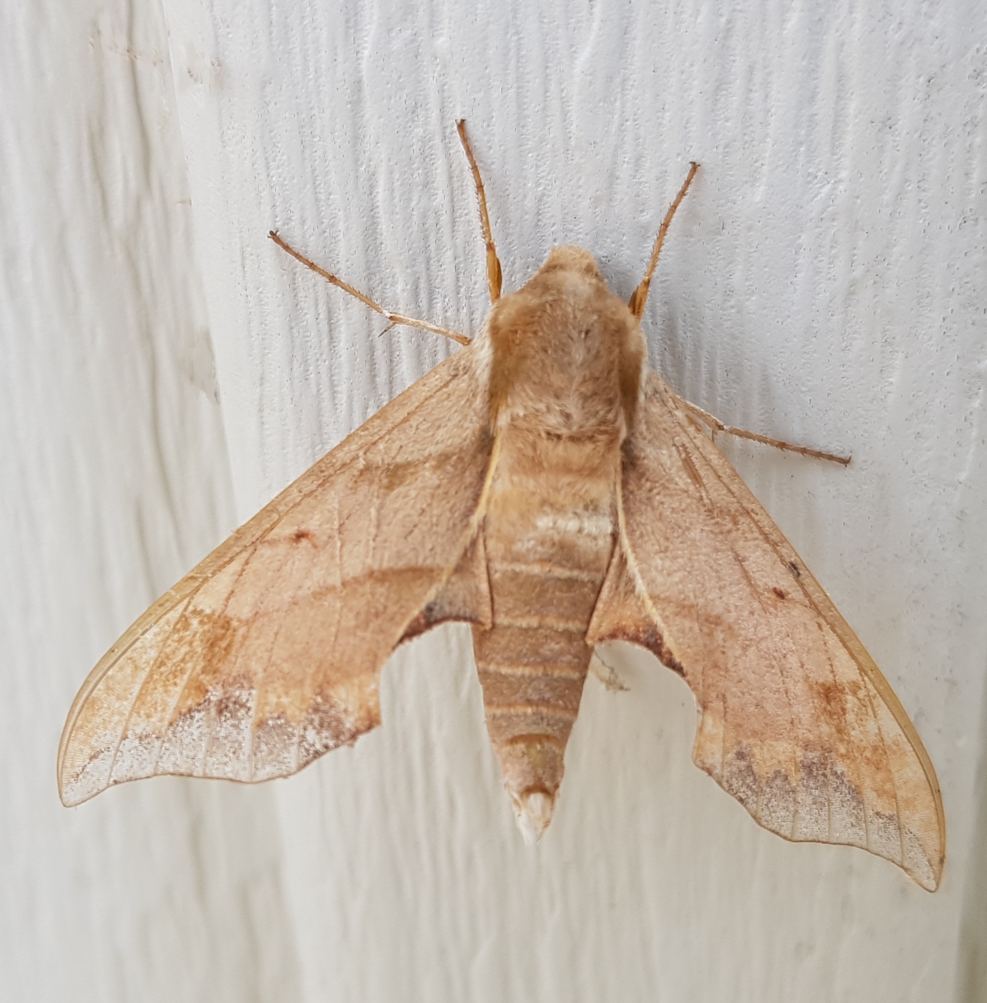 Virginia Creeper Sphinx Moth