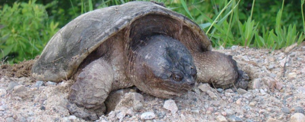 Snapping turtle resting in sand.