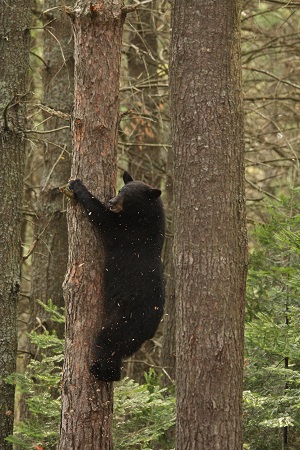 bear hanging on tree