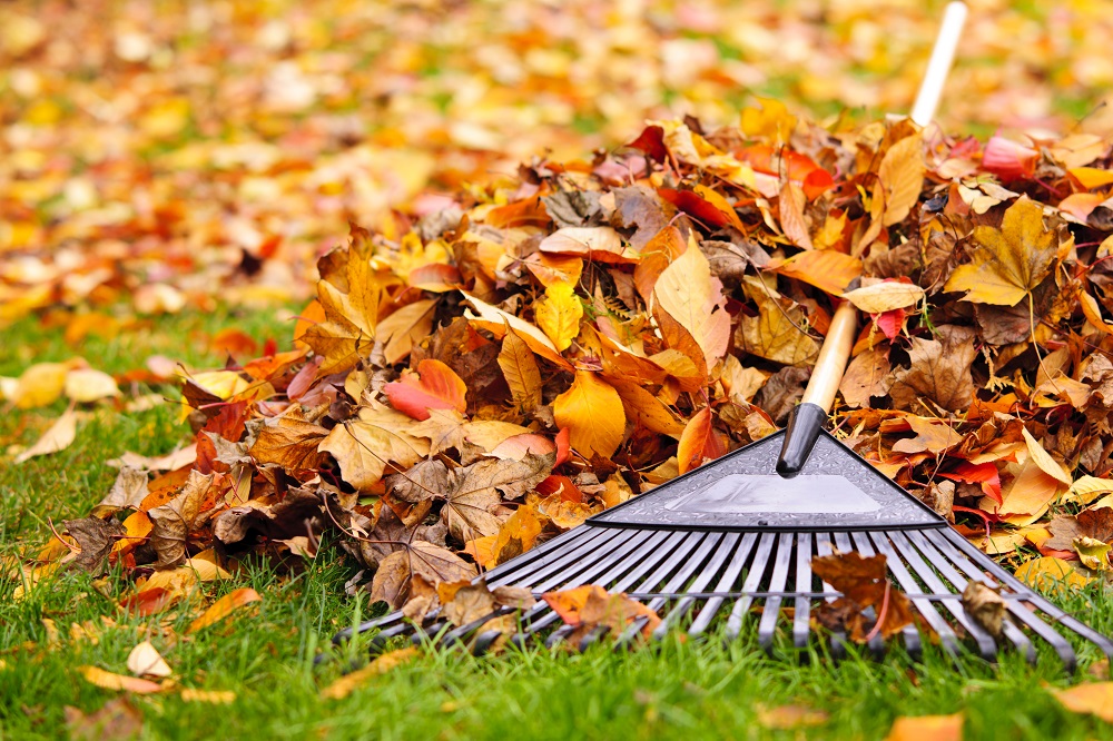 pile of leaves on lawn