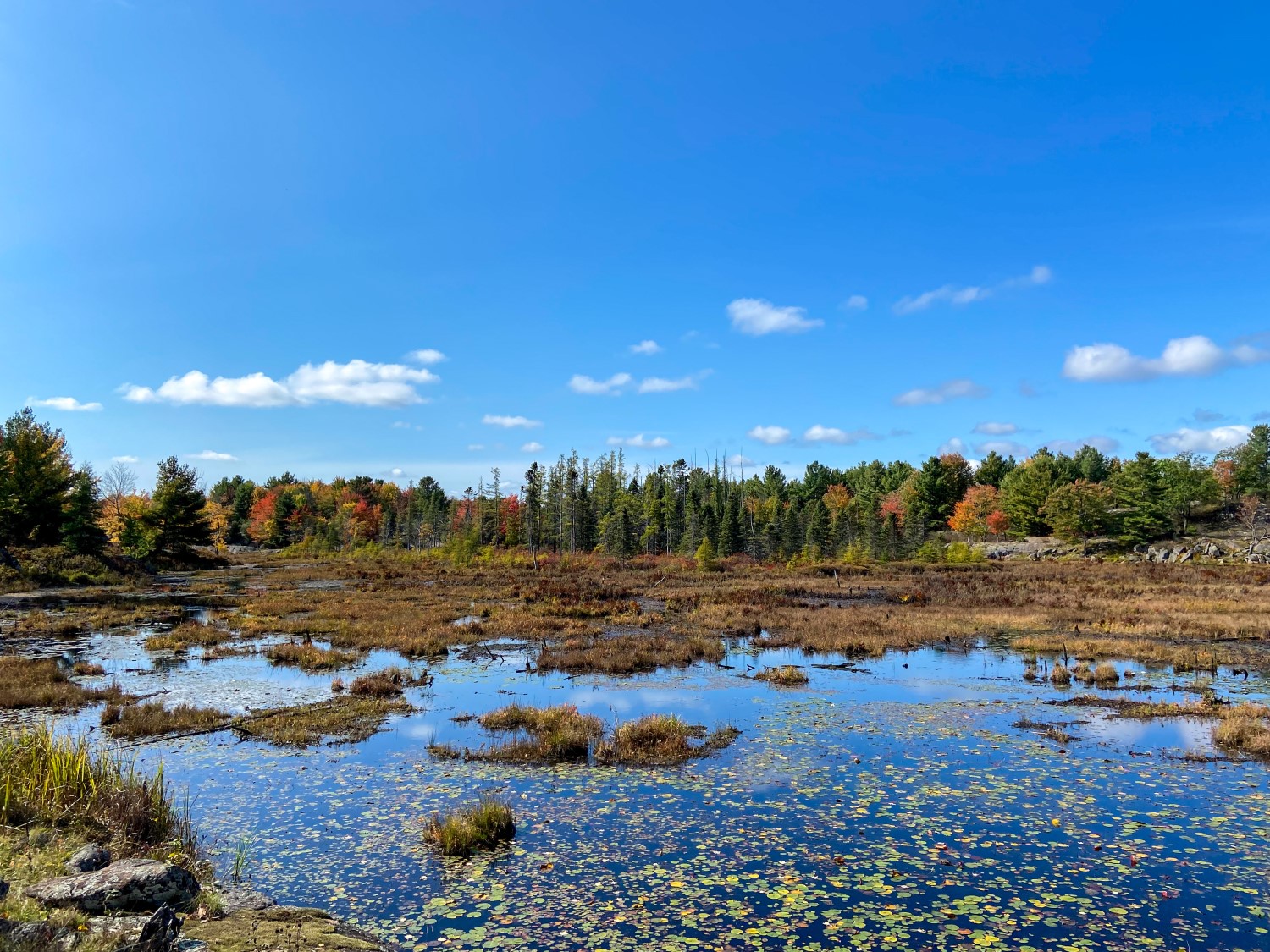 A rocky lake with a forested tree line in the distance. It is a clear sunny day.