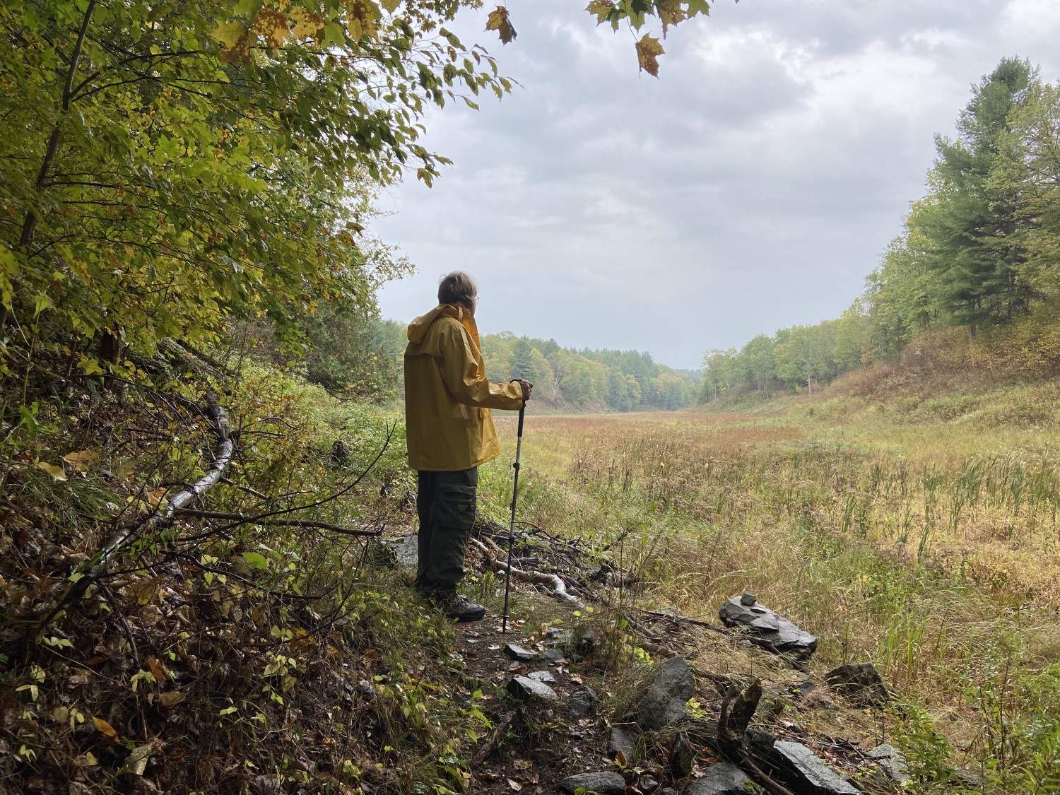 A person wearing a yellow rain jacket and using hiking poles, standing at the edge of a forest, looking out at a clearing with their face turned away from the camera. It is an overcast, cloudy day.