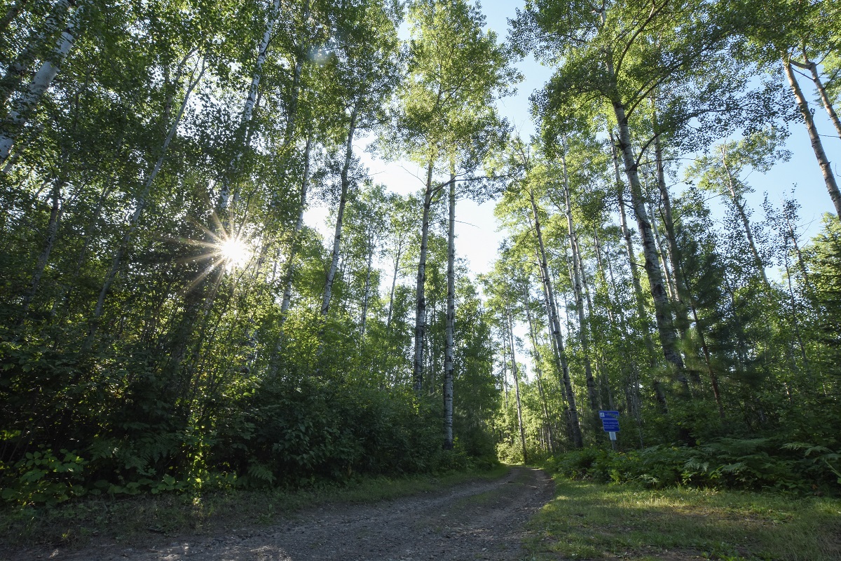 Nature and trees along trail