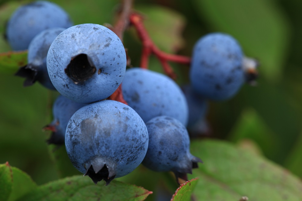 Blueberries