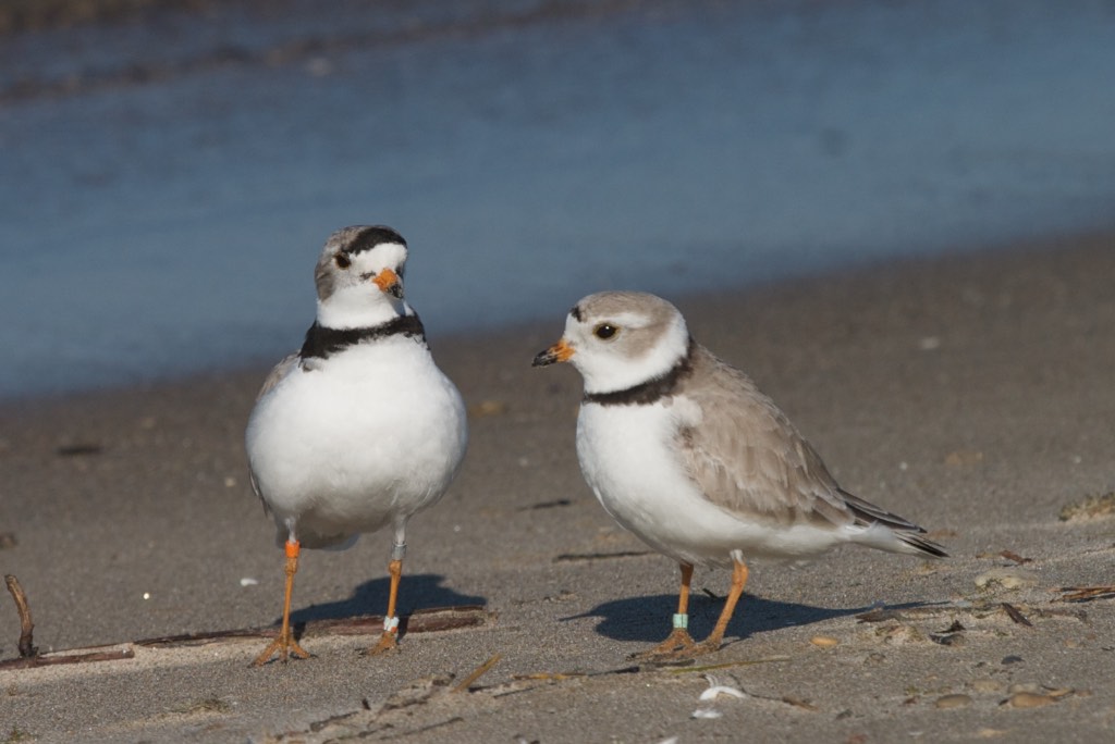 plovers